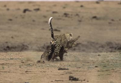 леопард против крокодила