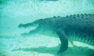 американский морской крокодил