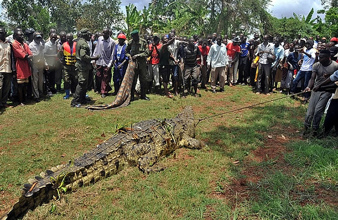 croc-uganda