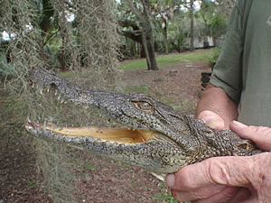 нильские крокодилы во Флориде