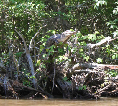 tree-gator